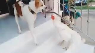 Match between rooster vs dog