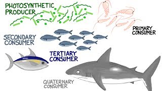 Marine Nutrient Cycle and Energy Flow