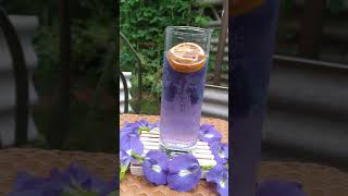 sparkling butterfly pea