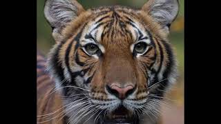 Tiger at Bronx Zoo Tests Positive For Coronavirus