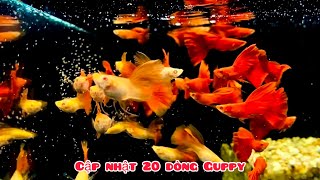 Cập nhật các dòng Guppy ngày 15/7/2022 tại Đức Đỗ Guppy | Săn cá Guppy đẹp - zalo : 0774041399