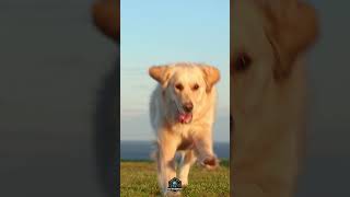 Previously on Chat With Knowledge - Dog Breeds - Shorts