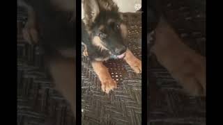 aggressive German shepherd puppy 3 months #germanshepherd #longcoatgermanshepherd #quality #viral