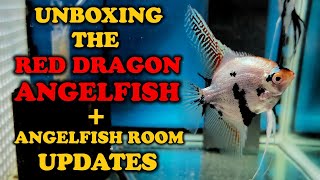 UNBOXING THE RED DRAGON + ANGELFISH ROOM UPDATE