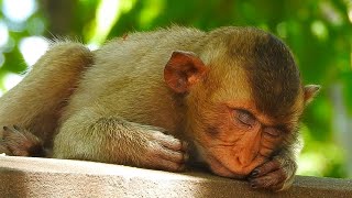 Wow so cool!! Monkey sleeping really well__Part_1