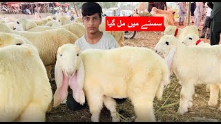 ITNA SASTA SODA 😀 | KAKA-KAJLA- | SHAHPUR KANJARA BAKRA MANDI PTN SHAPAK | GOAT SALE KAJLA SHOW 2022