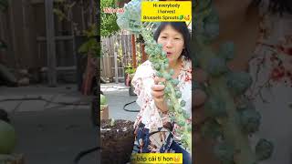 Grow tiny cabbage in the US #shorts - Thu hoạch BẮP CẢI TÍ HON ở Mỹ