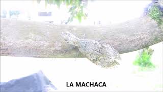 LA MACHACHA