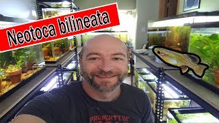 (Rare Goodeid) Neotoca bilineata - All You Need To Know