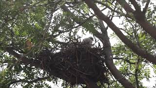 Merlin nestlings, Mississauga 07/12/20