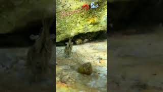 Shrimp in shallow water /  Crevette en eau peu profonde #nature #wildlife #croatia #shrimp