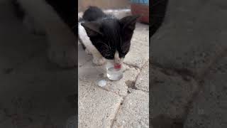 Giving Water to a Thirsty Stray Cat in Need 🐾💧