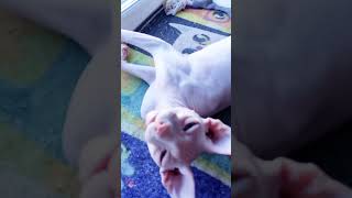 Тимофей - Хрустящий бекон ♨️🥓😸 #enister96 #cat #funny #youtube  #sphinxcat #youtubeshorts  #reels