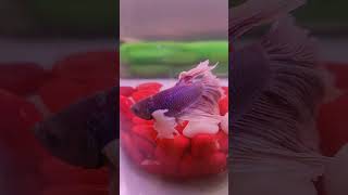 Betta fish ❤️# fighter fish ❤️# beautiful fish shorts ❤️