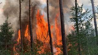 Waldbrände und ihre Ursachen