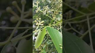 Laurales. Lauraceae. Cinnamomum inners. Borneo.