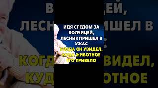 Шел следом за волчицей, но чуть не умер от увиденного #аудиорассказы #жизненныеистории