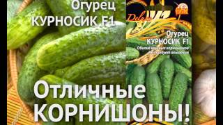 Огурец Курносик — хорош и для консервирования и в свежем виде! 10 секунд