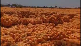 Farmers protest the low price of buying their onions