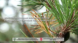 Веретеноподобная ржавчина сосны (Cronartium fusiforme Hed. & Hunt ex Cum)