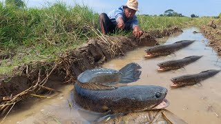 BEST HAND FISHING-A smart fisherman catch a lot of fish by hand skill