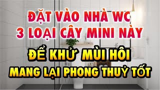 Cây cảnh giúp KHỬ MÙI HÔI và TỐT CHO PHONG THỦY nhà vệ sinh