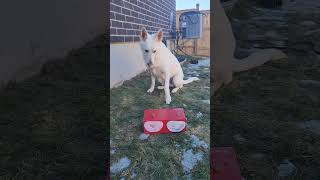 DOG PREDICTS THE WINNER OF THE SUPER BOWL #superbowl2023 #eaglesvschiefs