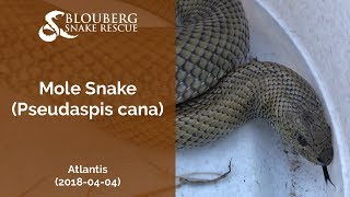 Mole Snake rescued near Atlantis (20180404)