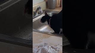 the cat drinking water