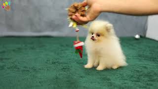 Teacup Pomeranian dostumuz Pookie