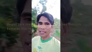 tips saya biar kebun tetap subur