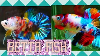 plakat betta fish|colorful betta fish|rainbow betta fish