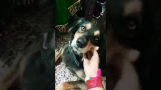 aur ka hal chaal #dogs #dog #like #subscribe