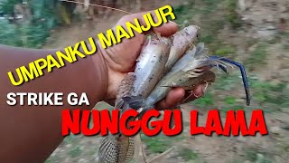 UMPAN cacing MERAH sangat RECOMENDED mancing di sungai SERAYU...