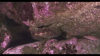 Sola, sucedió una mañana - Buceo en la Ría de VIgo