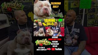 American Bully en Animalia #armaunoteam #arma1team #bully #americanbully #perros #dogs #animalia