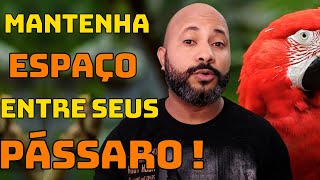 ESPAÇO PARA SEUS PÁSSAROS SILVESTRE - SAIBA AGORA A IMPORTÂNCIA DE MANTER UMA DISTÂNCIA ENTRE ELES!