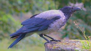 Hooded Crow is Enjoying His Rice on the Large Tree Stump [4K]