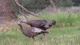 Walking Feathers HD--Traditional bow hunt for Spring Wild turkey