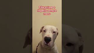 educazione e rispetto sempre meno #rispetto #educazione #bambini #genitori #shorts #animali #cani