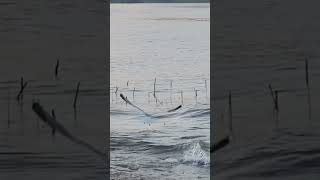 Seagull dives for  fish head #ecr #seagull #fish head #dives