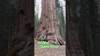 Giant forest ต้นไม่ยักษ์ #forest #amazing #sequoianationalpark #ป่าเขา #ยักษ์ #ต้นไม้ #youtubeshorts