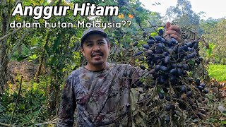 Anggur hitam di hutan Malaysia??