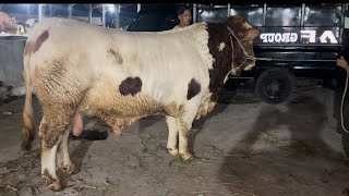 PENGIRIMAN SAPI SUPER AKBAR FARM MENUJU KE BARAT LAGI