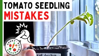 7 MISTAKES To Avoid With Tomato Seedlings 🌱