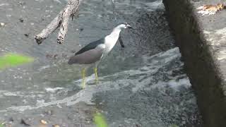 Black-crowned Night-Heron (Nycticorax nycticorax)