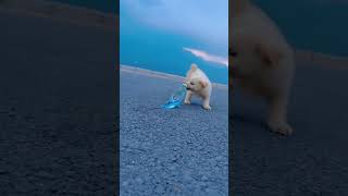 Puppy vs Budgie