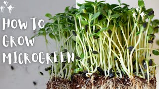 How to grow Microgreen🌱