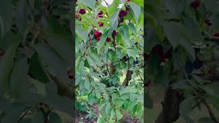 Fresh Cherry Picking and Tasting | Canberra | Australia #shortsyoutube #cherry #tasty #freshfruit