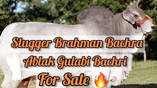 For Sale 🔥 Season 2024 | Heavy Brahman Bachra & Gulabi Bachri | All About Animals PK | RYK | Danish